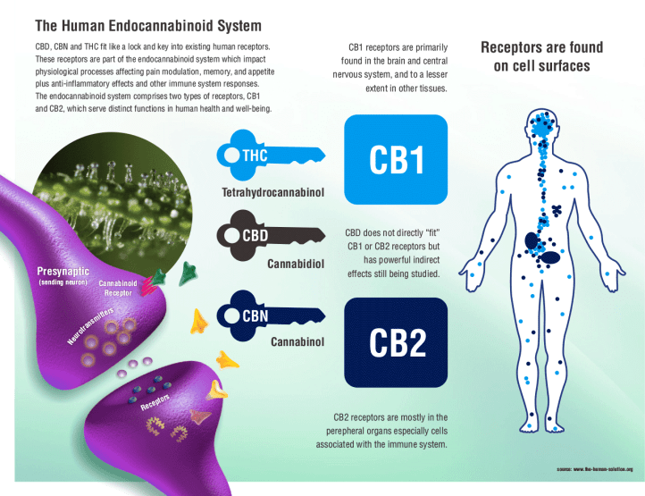 human-endocannabinoid